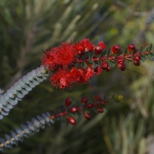 Verticordia grandis